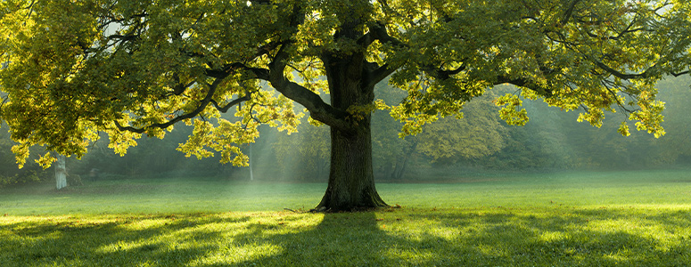 Elagage et abattage d'arbres à La Queue-lez-Yvelines (78490) dans les Yvelines et à Sorel-Moussel (28260) en Eure-et-Loir (28)